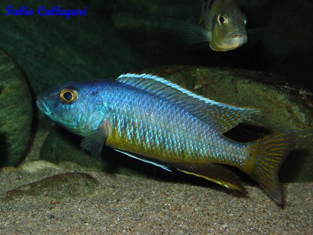 201032411917_Taeniochromis holotaenia.jpg